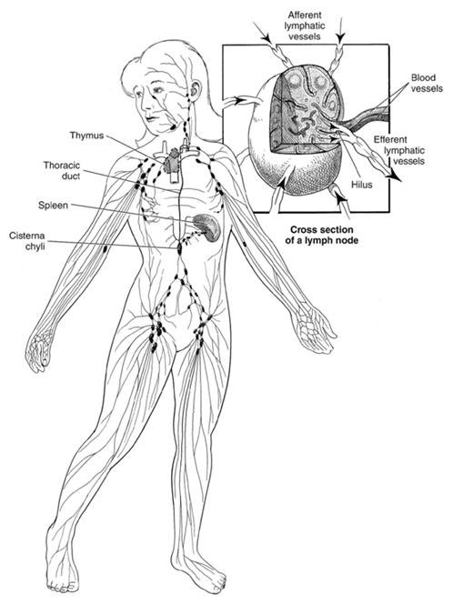 Lymphatic system Lymphatic system